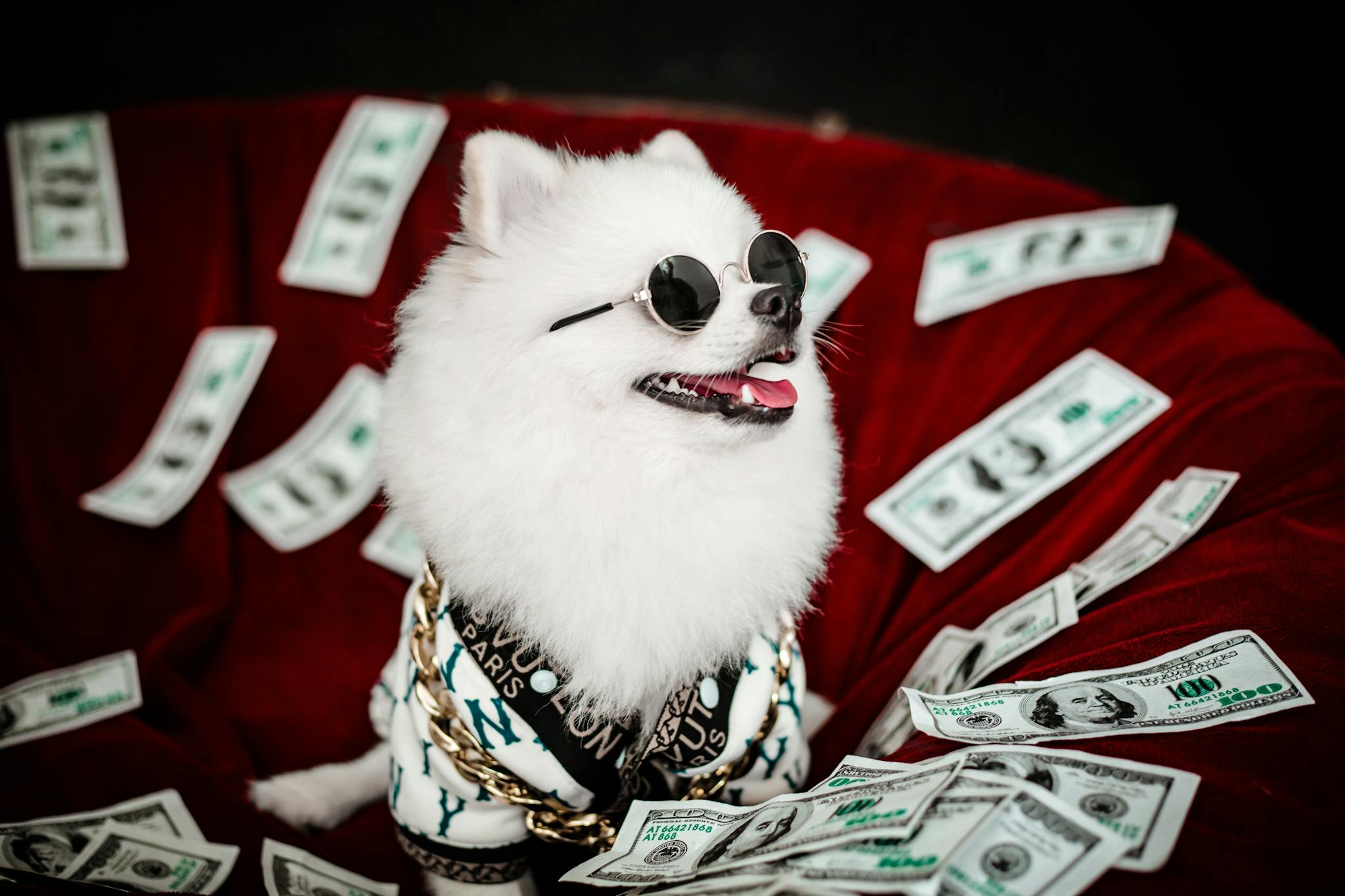 Stylish Pomeranian in sunglasses poses with dollar bills. A playful studio portrait.